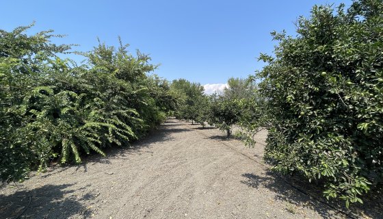 GÜVEN HOMES'TAN KÖYCEĞİZDE SATILIK 13.700 m² PORTAKAL BAHÇESİ