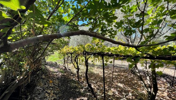 FARALYA KİRME MAHALLESİNDE İMARLI SATILIK 655 m² BAHÇE